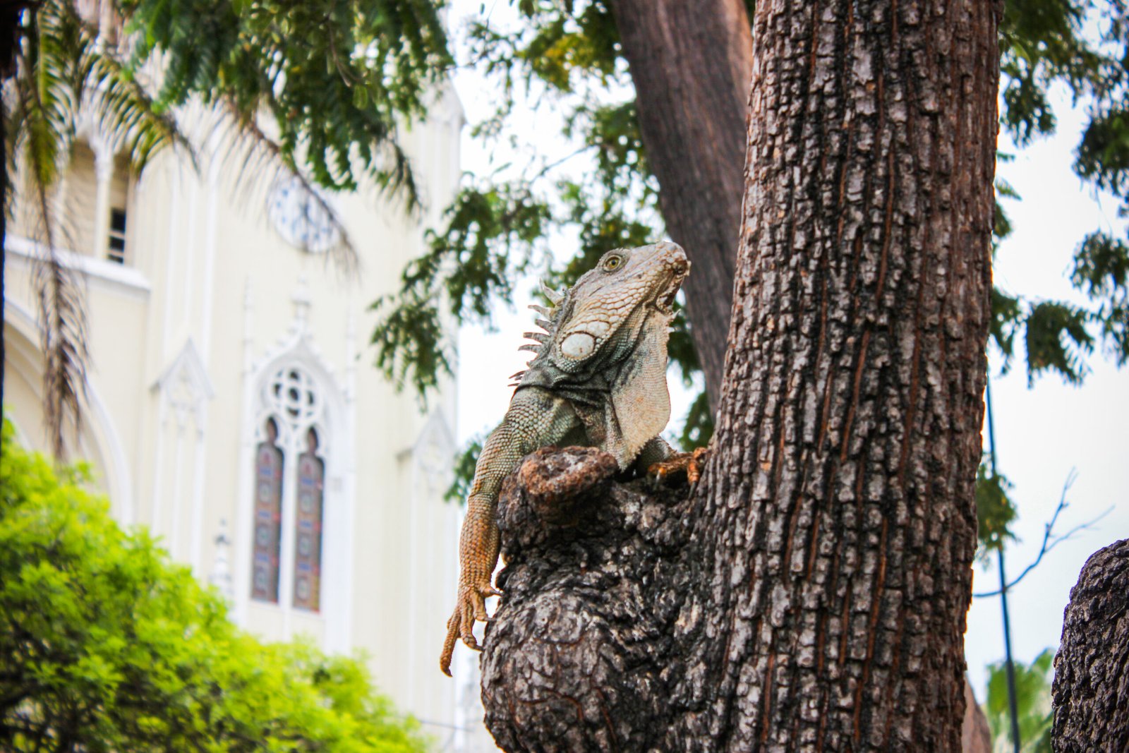 Seminario or Iguana Park Guayaquil