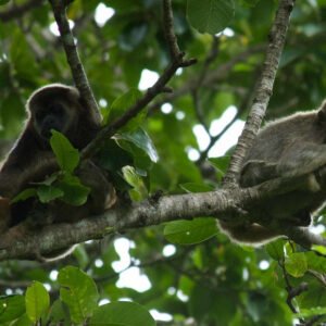 Wildlife Observation at Manglares Churute Ecological Reserve