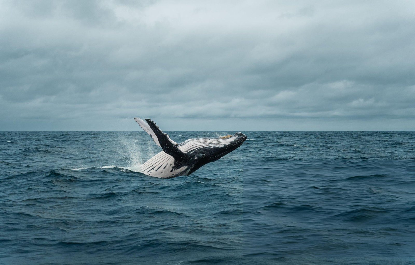 Las Ballenas Jorobadas en Ecuador