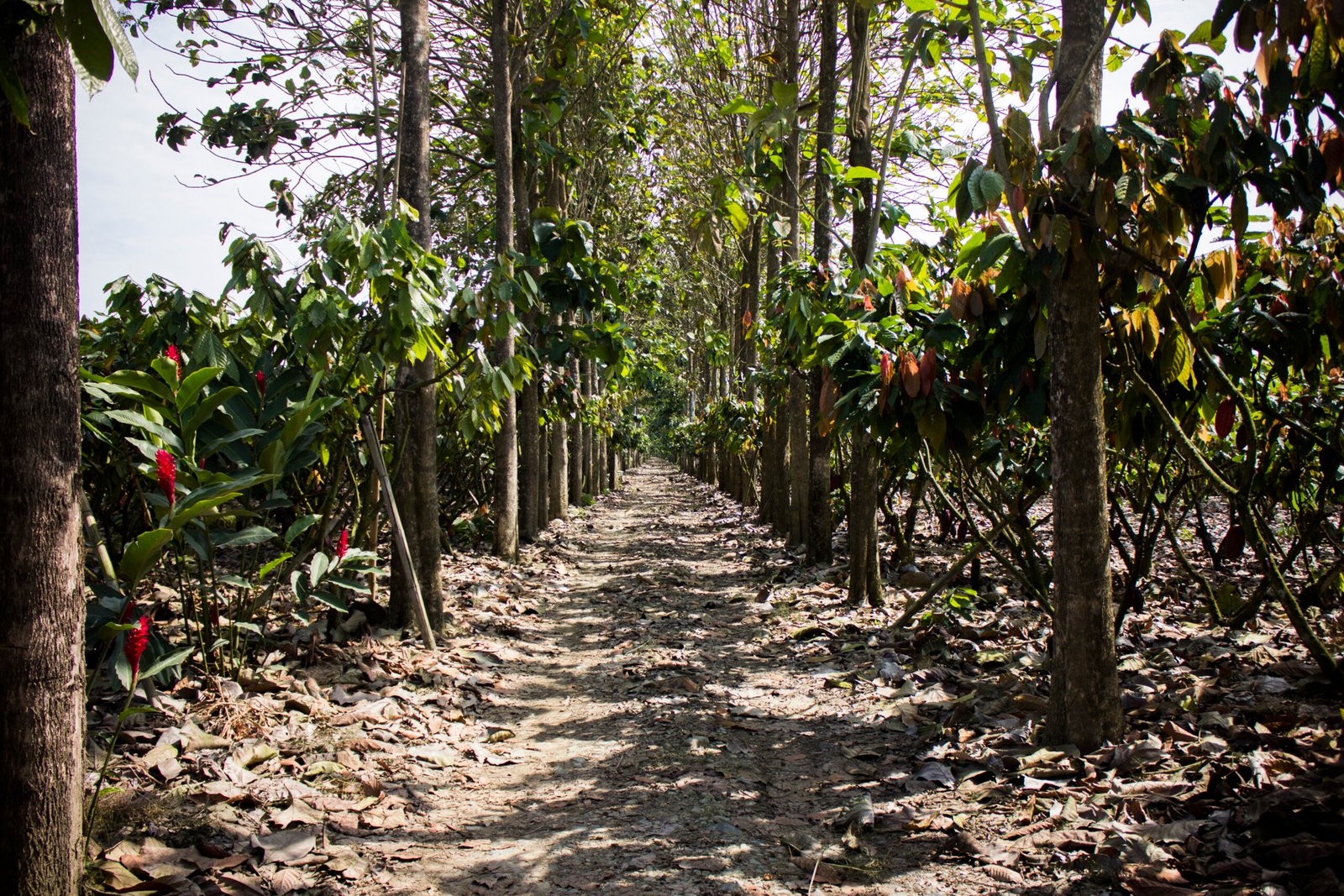 Tour del Cacao en Guayaquil: Experiencia en una Hacienda Tradicional