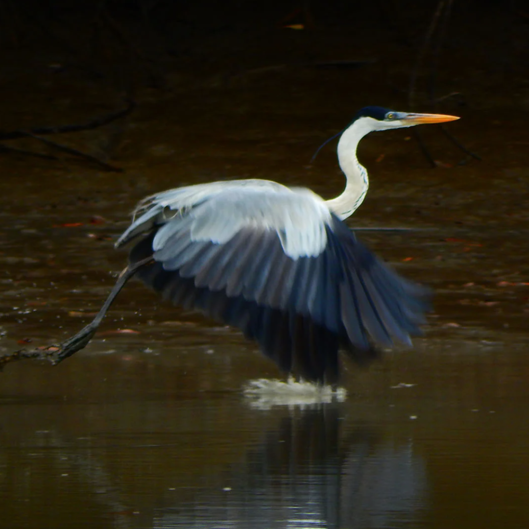 Visita la Reserva Ecológica Manglares Churute: guía, tours y especies