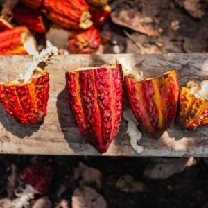 Tour del Cacao en Guayaquil: Experiencia en una Hacienda Tradicional