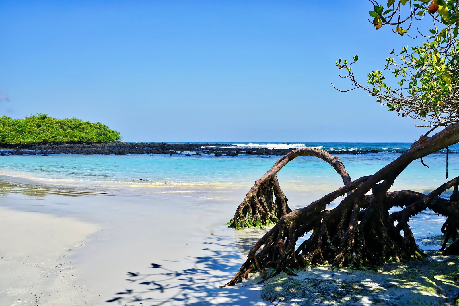 Santa Cruz Adventure: Vida Silvestre y Paisajes de Galápagos