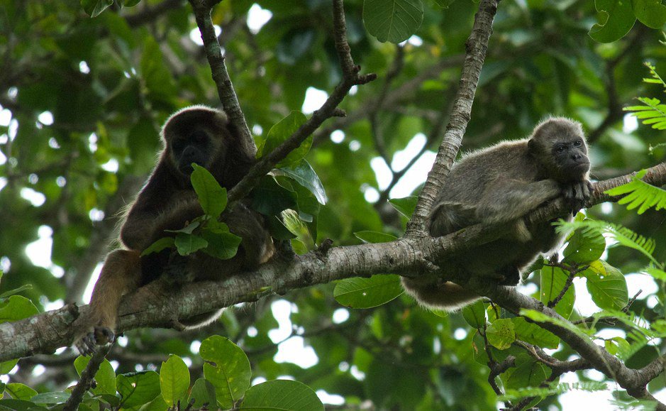 Observación de fauna en Reserva Ecológica Manglares Churute