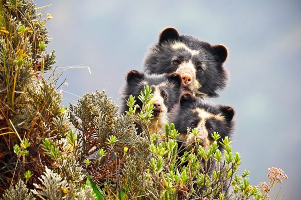Oso de Anteojos